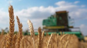 Эксперт поддержал мораторий на банкротство сельхозпроизводителей