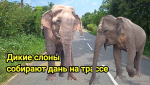 Дикие слоны выходят на трассу (о. Шри-Ланка) и собирают мзду с проезжающих машин.