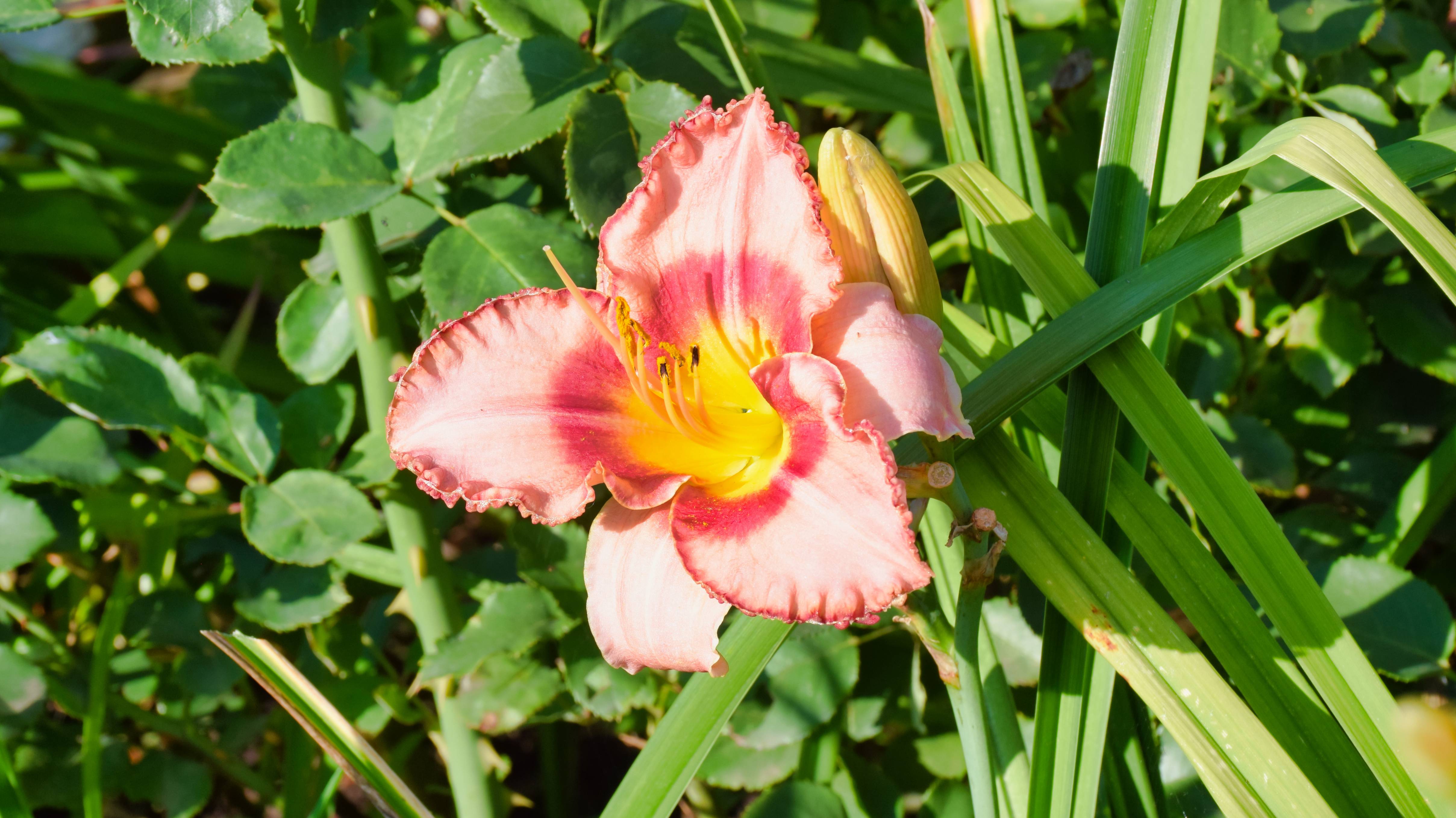 5 В деревне и домой, май 2025.