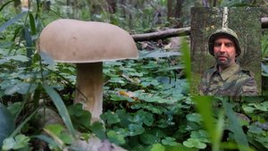 Августовские выходы за грибами 2025 | Первый белый | ч.1