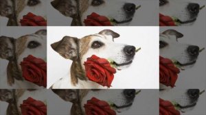 Vox Nova - Sapientia (Instrumental)