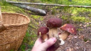 Наконец-то, ПЕРВЫЕ БОРОВИКИ ЭТОГО СЕЗОНА, начало положено. Впереди массовый слой!