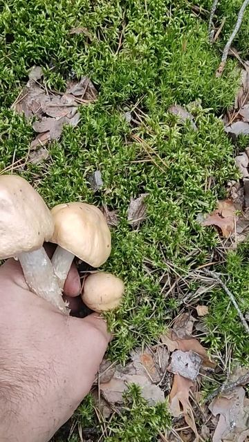 Бесконечные грибные леса! смотреть онлайн