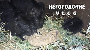 Копаем картошку. НУТРЯТА уже едят кашу. 31.08.25