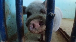 2021.10.03_Зооферма