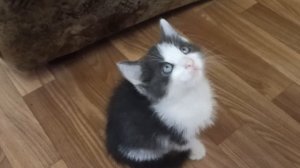 VID_20250901_150258.mp4