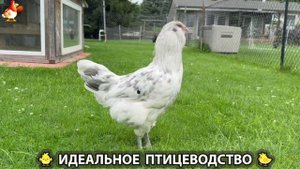 Идеальное птицеводство достойно восхищения 🐓🦆🦢🦚🦃🐔 эпизод (330)