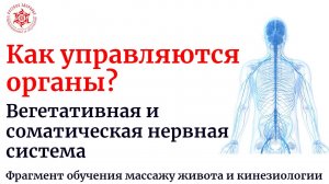 Как управляются  органы? Вегетативная и соматическая нервная система. Фрагмент обучения