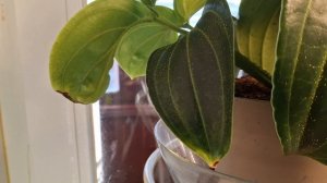 Ленивый день.