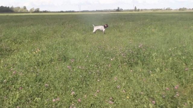 Курцхаар Эрик работа по дупелю и бекасам. В шаге от рождения легавой.