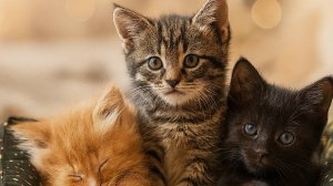 лежанка для кошек и котят фабрика САЛИКА покупайте у производителя