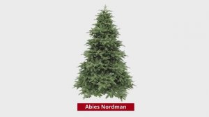 Triumph Tree Abies Nordman (Hook on) - Нормандия