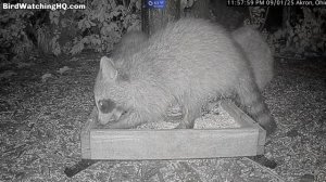 Еноты пришли перекусить