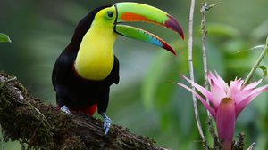 Лесные красивые птицы