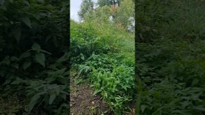 Участок 11,3 сотки ИЖС д. Ильинское