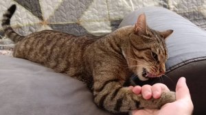 Динамичный поединок с котом 2