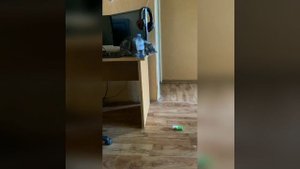 Наш TG https://t.me/liveofcats