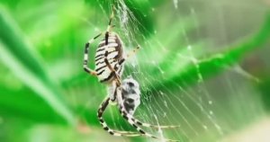 ... Почему Пауки не липнут к паутине....