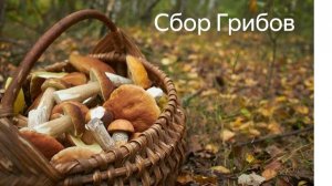 Щедрый урожай: белые, лисички, сыроежки, чернушки. 2 сентября.