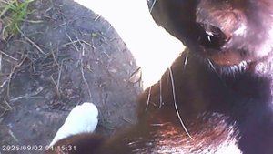 ИЛИ МУЛЬЧА ИЛИ УДОБРЕНИЕ