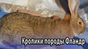 Кролики породы Фландр