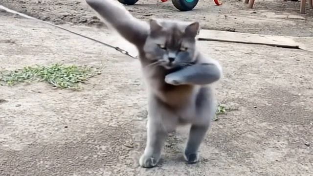 зажигательный танец смотреть онлайн