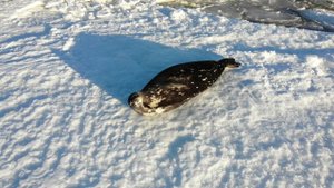 Окрестности станции Прогресс Антарктида, 2023 год