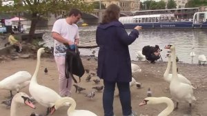 Лебеди в Праге