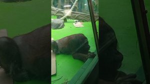 Московский зоопарк. Орангутанги, семья человекообразных обезьян, наблюдать за ними интересно, умные