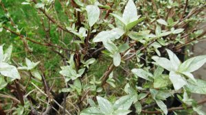 Лох серебристый или иерусалимская верба достойно украсит  живую изгородь на участке