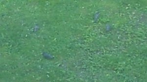 Голуби на поляне. 2545254. DSCN6435