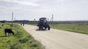 Сейчас увидеть стадо коров - это редкость.