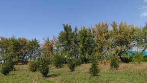 Теплый сентябрьский день в деревне, счастливая жизнь в деревне