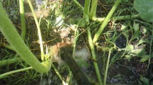 Обзор формирования дополнительного корня тыквы сорта "Голиаф"