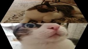 кот Федя 👁️👁️