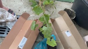 Подсадили немного винограда, теперь у нас три сорта будет.