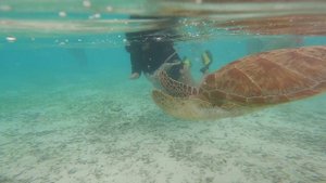 Черепахи на Мальдивах. Обзор туриста. Плаваем с Черепахами