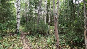 В поисках грибов...