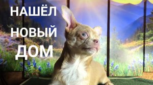 НАШЁЛ НОВЫЙ ДОМ, есть другие щенки #купить_щенка_чихуахуа_недорого_продаю 89215950848