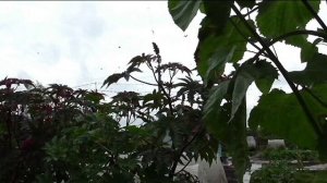 Скворцы осенью становятся настоящими разбойниками!