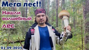 Грибы 01.09.2025