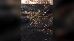 Уничтожение постельных клопов в квартире
📞+7-912-243-00-02 или пишите в месенджеры