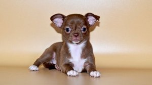 Обзор щенков чихуахуа. Д.р. 16.06.2025