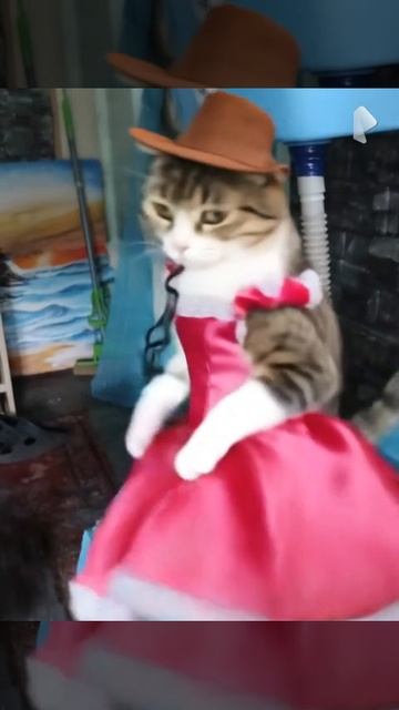 Принцесса лапок смотреть онлайн