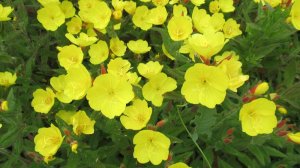 В вечерних лучах солнца этот цветок превратит ваш сад в сказку