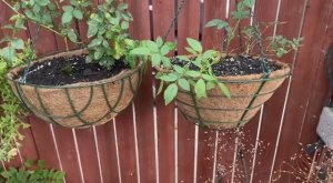 Отличная акция на кашпо в Ашане.