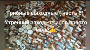 Грибные выходные ( часть 6) Утренний заход - слабонервным не смотреть грибов просто море 👍