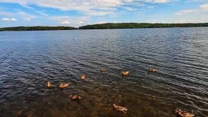 Кормим уток