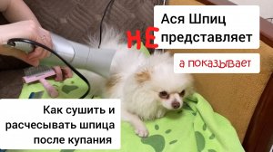 Уход за шерстью шпица. Как сушить и расчёсывать шпица после купания