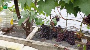 Мой виноградник на 25 августа 2025 года.